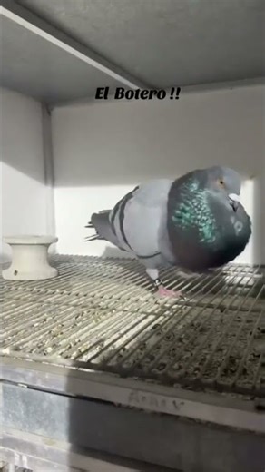 26 de diciembre de 2025