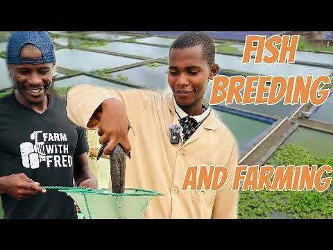 The Future of Fish: Sustainable Aquaculture in Arid Regions