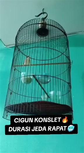 Borneo Java Mastering on TikTok