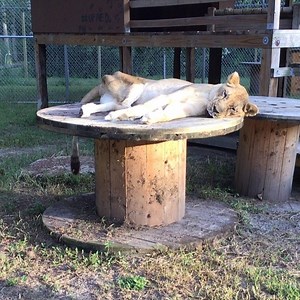 Love how excited Nyra gets before Dinner 🐾🐾🙈 @cattyshackranch | Catty Shack Ranch Wildlife Sanctuary