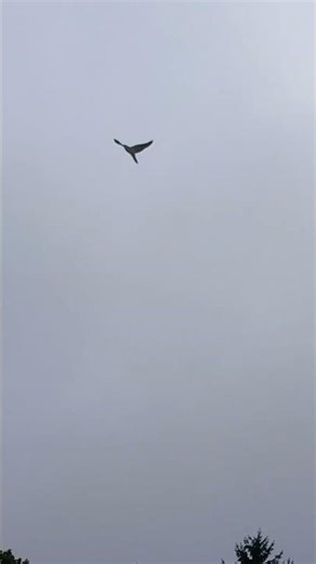 GYR/SAKER FALCON FLYING TO THE LURE