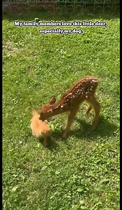 5.5K reactions · 181 shares | Baby deer #deer #pets #rescue #animals | Queen of Peace Parish, Redemptorist - Diocese of Bacolod | Facebook