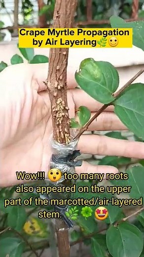 Crape Myrtle/ Melendres Propagation by Air-layering- Wow! Look at the roots 😲🌿🙂
