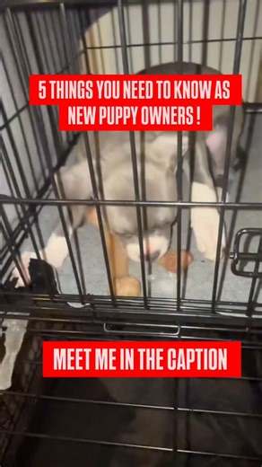 MK9 on Instagram: "1. Start training and socialization immediately Puppies learn fastest between 8–16 weeks. Begin basic commands (sit, come, name recognition) and gently expose your puppy to different people, sounds, surfaces, and environments. This prevents fear, anxiety, and aggression later. 2. Establish a consistent routine Feed, potty, walk, play, and sleep at the same times every day. Puppies thrive on predictability, and routines dramatically speed up house-training and reduce behavior p