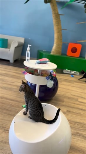 115 reactions · 3 comments | Happppy Friday!! #catcafe #swfl #fortmyers #florida #adoptdontshop #pet #catlover #kitten #adoptme | Cattyshack Cat Cafe | Facebook