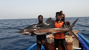 We Caught Sail Fish, Mahi Mahi Fish & Bonito Fish in Deep Sea | Neerulagam