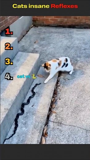 Fastest Cat Reflexes Ever Caught on Camera 🐱💨