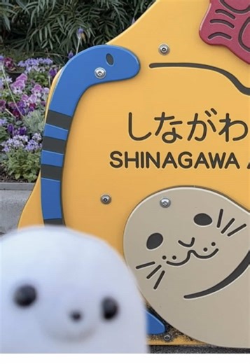 まんまるアザラシの魅力としながわ水族館