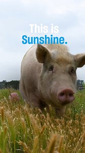 From factory farm to sanctuary, Sunshine is free from neglect and cruelty, finding freedom and care. ☀️ | Humane World for Animals