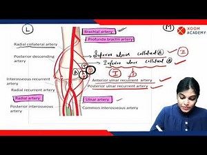 Elbow Anastomosis - Human Anatomy lecture - Xoom Academy