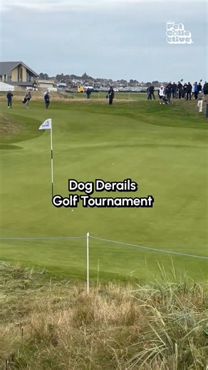 134K views · 1.2K reactions | I said "fore!" NOT FETCH! 藍⛳️ #Dogs #Funny #DogMemes #Fetch #Golf | The Pet Collective | Facebook