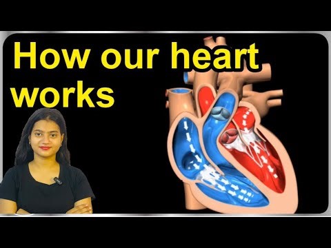 How our human heart works/function /feature😊