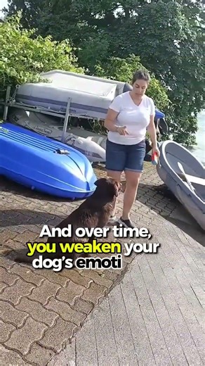 You Might Be Making Your Dog More Reactive With Play #dogplaying #dogbehavior