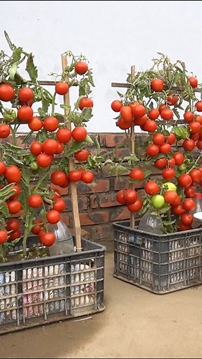 How I Grow Tomatoes at Home Easily I followed a simple method to grow tomatoes right at home. The plants thrived and produced a surprisingly high yield. Perfect for small spaces or anyone who loves home gardening. #gardeningtips #tomatogrowing #homegarden #growwithme #urbangardening #vegetablegarden #diygardening | H&H Balcony & Garden