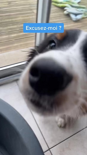 Mia & Stark sur TikTok