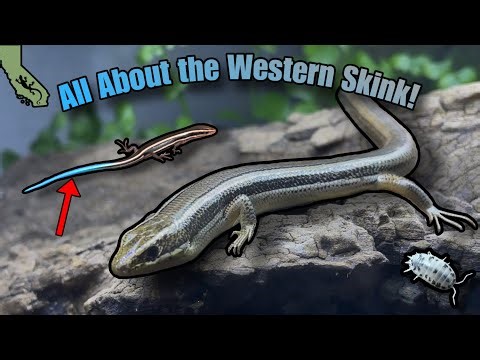 Western Skink: Meet California’s Shiny Striped Lizard! DIY coniferous forest enclosure build