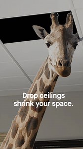 Concerned a drop ceiling will take up too much space?🦒 That’s a myth! 🙈 You only need about 3 inches for installation. Explore other myths, design ideas and installation tips to transform your ceiling on ceilings.com 🏠✨ #ArmstrongCeilings | Armstrong Ceilings for the Home