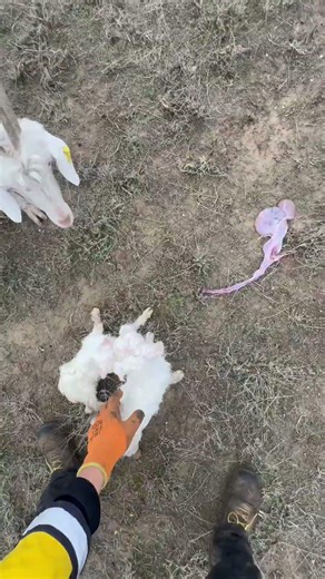 Loading Goats into the Truck 🐐🚚