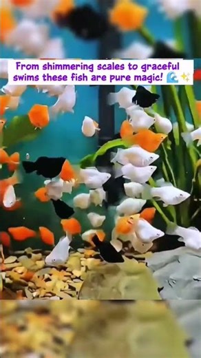 Mesmerizing Fish Moments 🐠 | Underwater Beauty in 60 Seconds #cute #fish