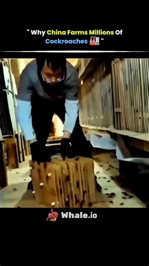 @solved_science on Instagram: "Cockroach farming in China is a large-scale industry where millions of insects are bred in controlled, warm, and dark facilities. These farms supply cockroaches for use in traditional medicine, pharmaceuticals, animal feed, and even food waste recycling. Their ability to reproduce rapidly and consume nearly any organic material makes them highly profitable and sustainable for industrial applications. #china #farms #cockroaches #tech #knowledge #technology #history 