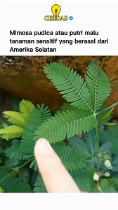 554K views · 3.7K reactions | Mimosa pudica, atau Putri Malu, berasal...