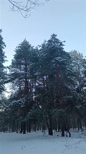 Tall pine trees.#Shorts #nature#love#forest
