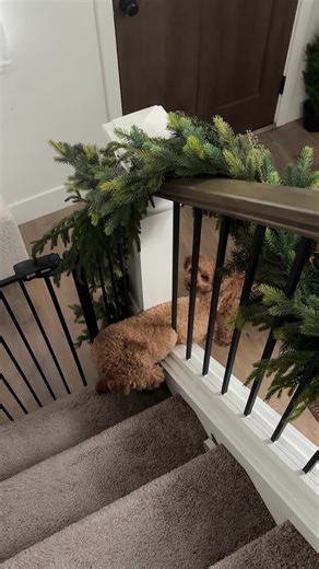 Funny Mini Poodle and Goldendoodle Moments