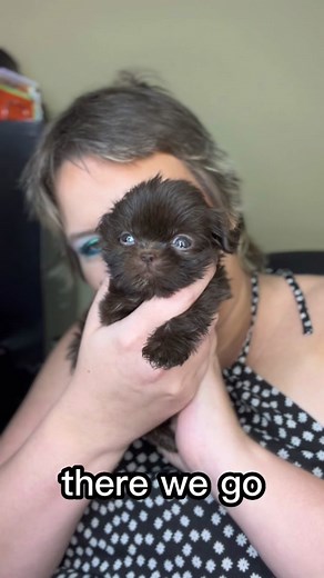 Meet Han | Shih Tzu Puppy for Sale #shihtzu #shihtzusoftiktok #shihtzupuppy #shihtzulove