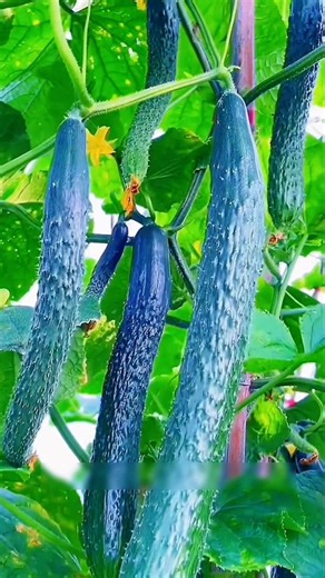 Never Cut the Top of Your Cucumber Vine! 🥒 Grow More Cucumbers With This Simple Trick #gardening