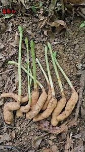 Gastrodia Elata Mountain Hiking Tips for Beginners!!