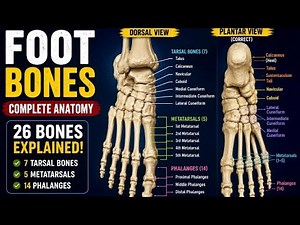 Foot Bones Anatomy Explained | Tarsal Bones, Metatarsals & Phalanges | Human Anatomy