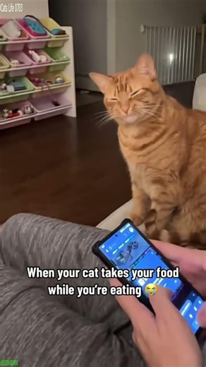 Funny Cats 2025 🐈‍⬛ Cat videos Compilation 😻 # #6876