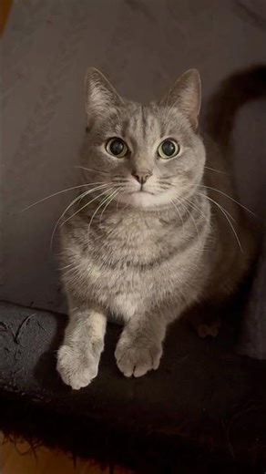 Funny, Adorable & Heartwarming Cat Clips = Super Cute Cat Antics Compilation 😺 #catsofyoutube #cats