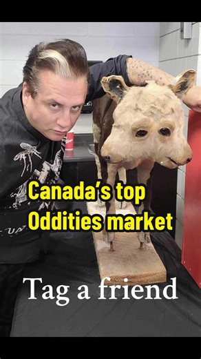 #Halloween where can you get amazing #odditiesandcuriosities? #somethingstrange #toronto #allages #odditiesmarket #holidaygiftideas #halloween #taxidermy #freaks