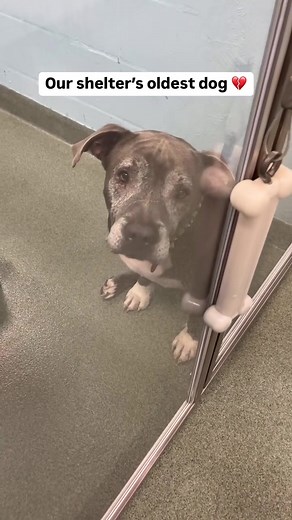 Senior Rescue Dog in Need of Adoption - Meet Swiper!