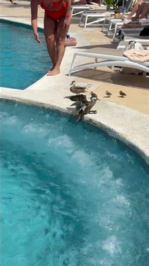 Man Rescues Ducklings Trapped in Pool Whirlpool