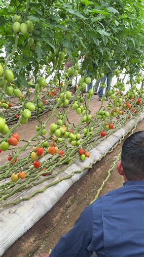 Seguimiento de Cultivo de Jitomate en Invernadero | Asesoría Agrícola