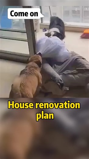 The funny life of the dogs #memes #comedy #funnyvideos #dogsoftiktok #fypシ #trending #baddogshit