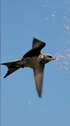 The Bird That Can Spend Almost Its Entire Life in the Air