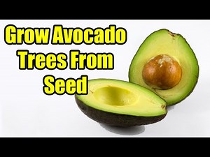 How To Grow Avocado Trees From Seed in Soil