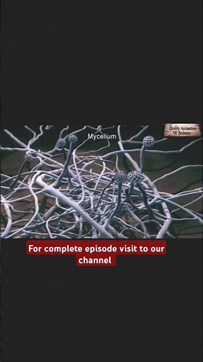 Structure of fungi part 1 #education #animation #foryou #shorts #science #fungi #viralshorts