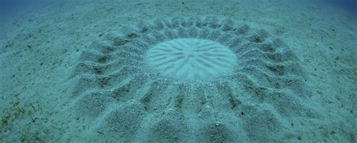 Le secret des crop circles sous-marins - Actualités Nautisme