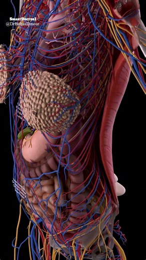 Human Body Anatomy in 3D | Nerves, Blood Vessels & Internal Organs!