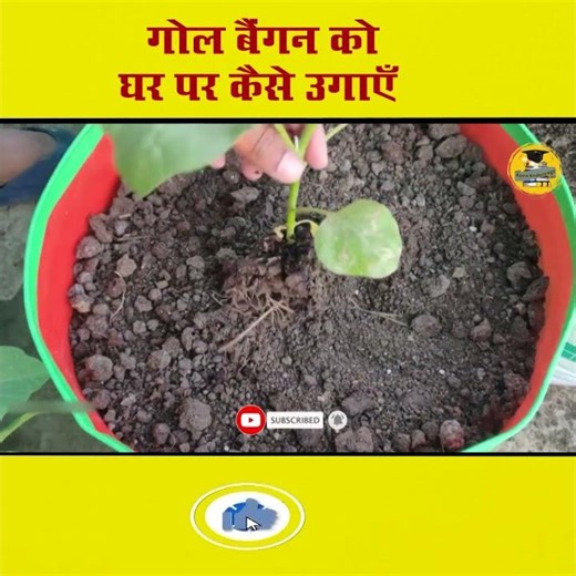 How to grow an all-time round eggplant variety?