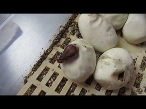 Pythons regius Ponte N°2 Naissance éclosion, incision Butter Spider X Clown Lesser 9 oeufs