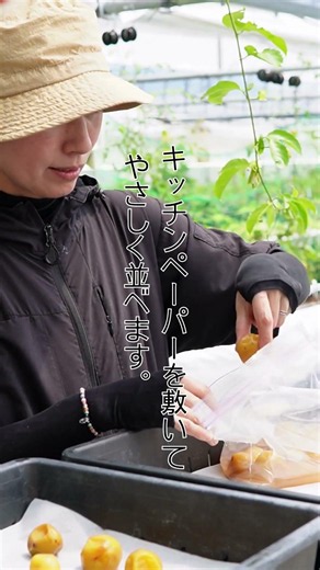 減塩8％でもカビにくい！今年の梅干しを天日干し☀️
