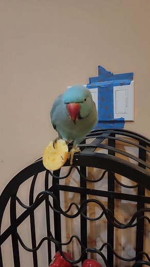 My mischievous Blue Indian Ringneck😆 | Marlene Mc'Cohen