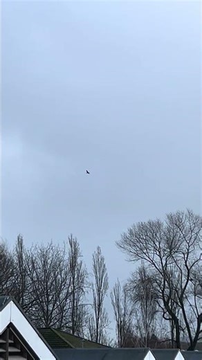 Cormorant in flight flying overhead..@butlins # #birds #nature #lifeisbutadream #nature #butlins
