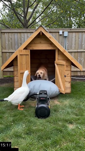 Giant Airbag - Goose vs Dog - Episode 9 #funny #seedance2 #animals