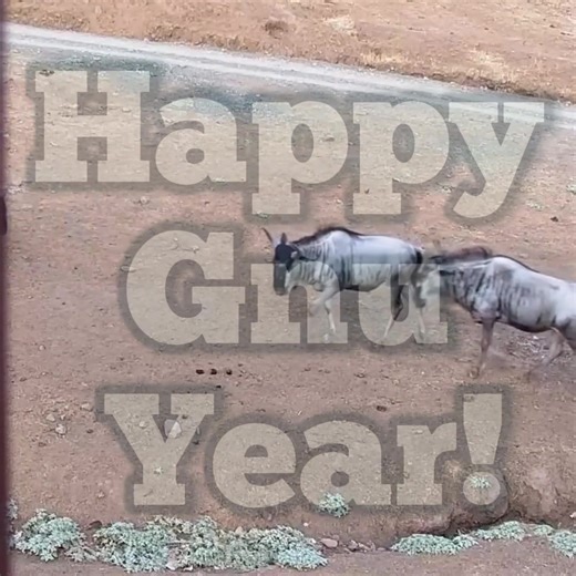 Counting down early to the New Year, Safari West style! 🎉 Many of the species we care for are native to Africa, and even though the continent spans multiple time zones, they’re already starting the New Year! Here’s to a wild and wonderful 2026, wherever and however you’re celebrating—Happy Gnu Year! #HappyGnuYear #NewYearsEve #NewYear2026 #SafariWest #WildlifeLovers #AnimalFun #ZooLife #ExoticAnimals #WildlifeDaily #NatureLovers #AnimalCuddles #AnimalEnrichment #CuteAnimals